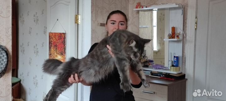 Мейн-кун вязка