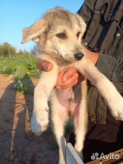 Щенок Грей 2 мес