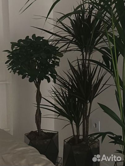 Фикус мокламе