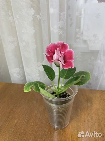 Глоксинии цветущие