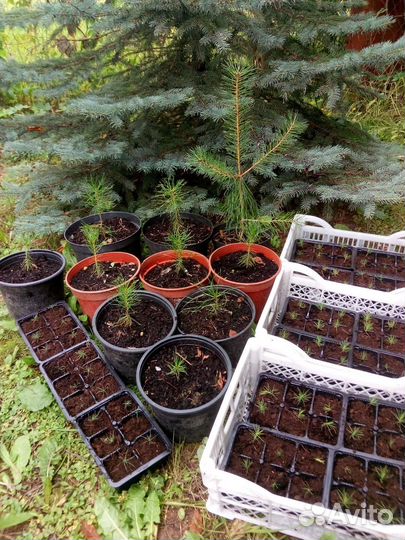 Саженцы сосны обыкновенной