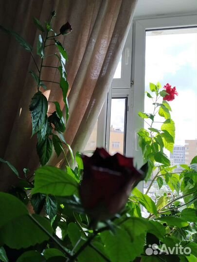 Цветок комнатный Гибискус