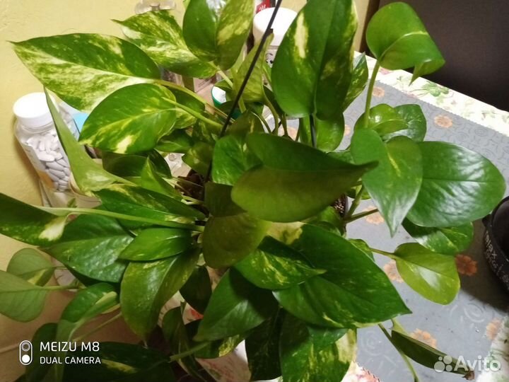 Эпипремнум