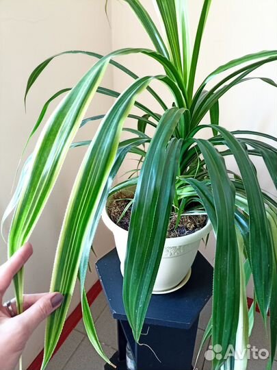 Пальма панданус