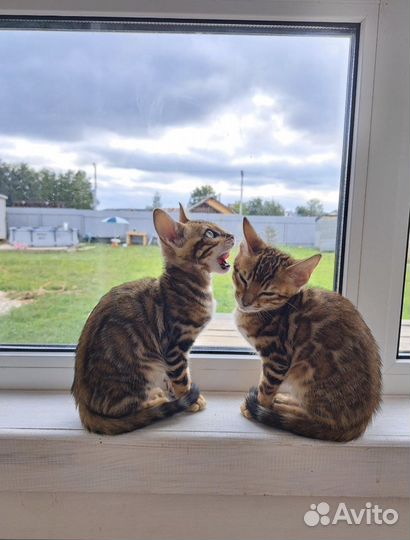 Бенгал девочка