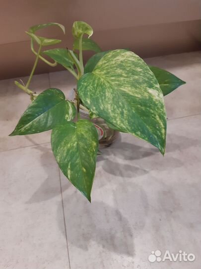 Сциндапсус