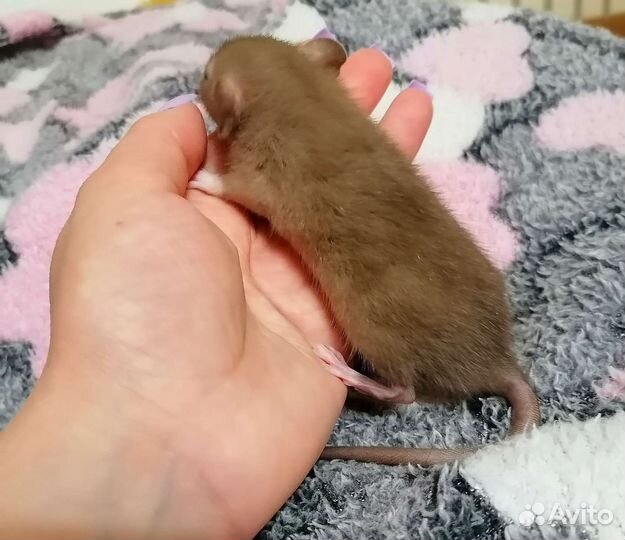 Рекс крысята Дамбо шоколад крыса