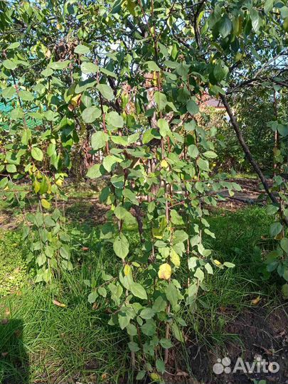 Саженцы ореха,сливы,черешни,махровой сирени,цветов