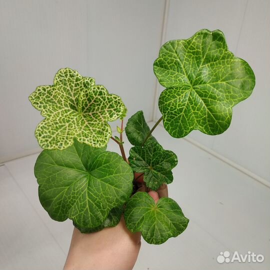 Комнатные растения, цветы с доставкой