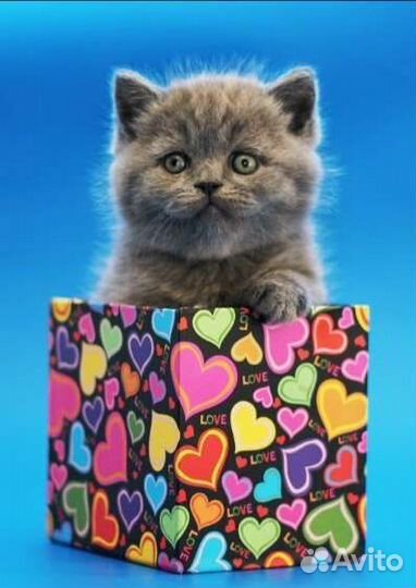 Просто кукла