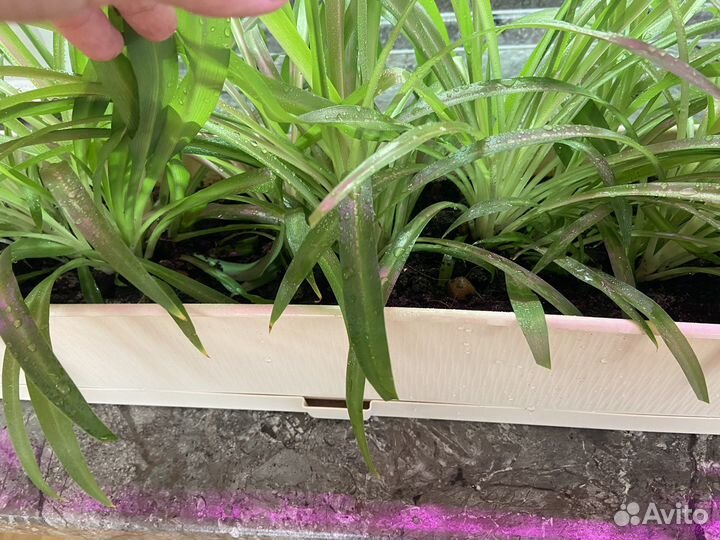 Хлорофитум хохлатый(chlorophytum)