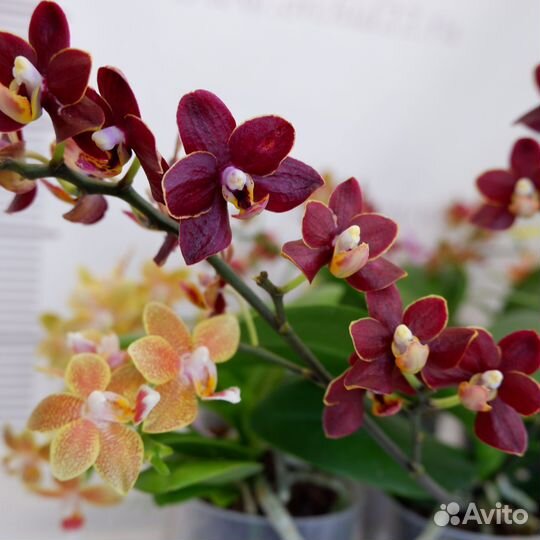 Орхидея Esme, мультифлора