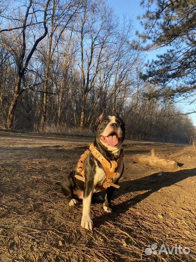 Стаффордширский терьер на вязку жених