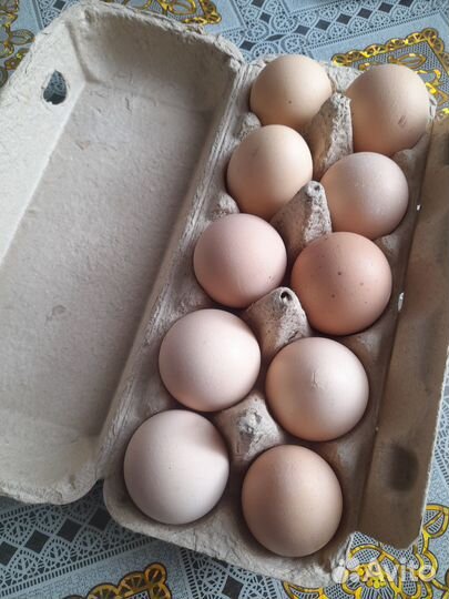 Домашние куриные яйца