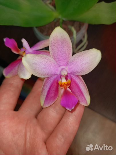 Орхидея фаленопсис Лиодоро