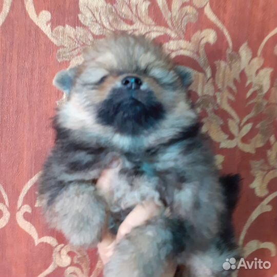 Щенки шпица