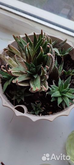 Алоэ остистое