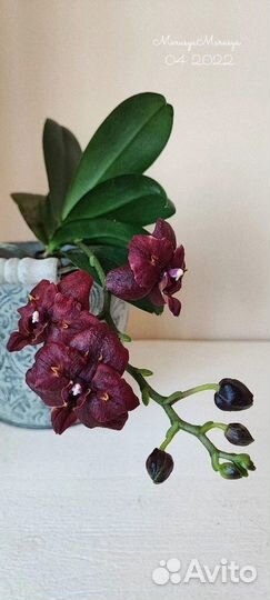 Орхидея Бабочка