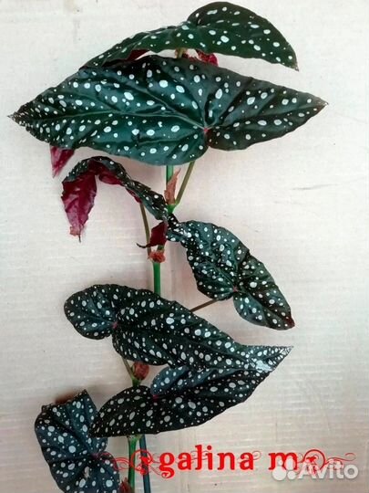 Бегонии кейн