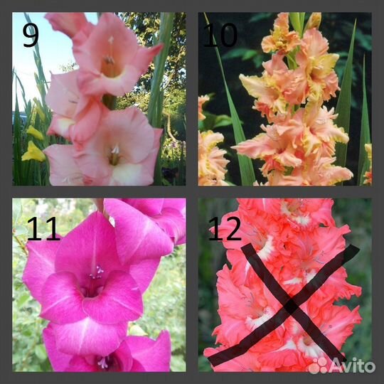 Гладиолусы луковицы