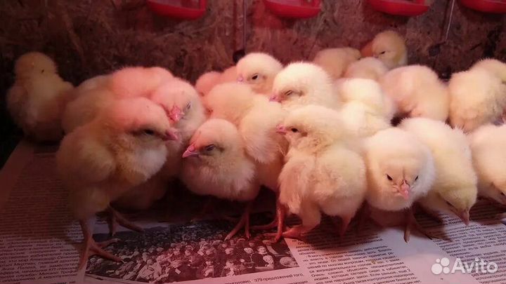 Суточный бройлер