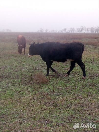 Тёлочки и коровы