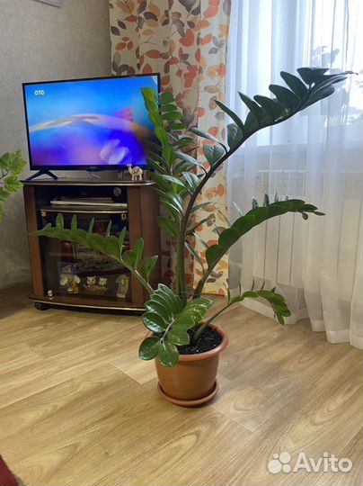 Замиокулькас