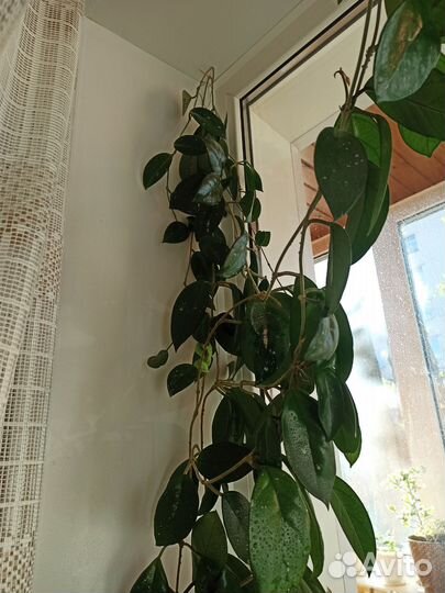 Хойя(восковое дерево)