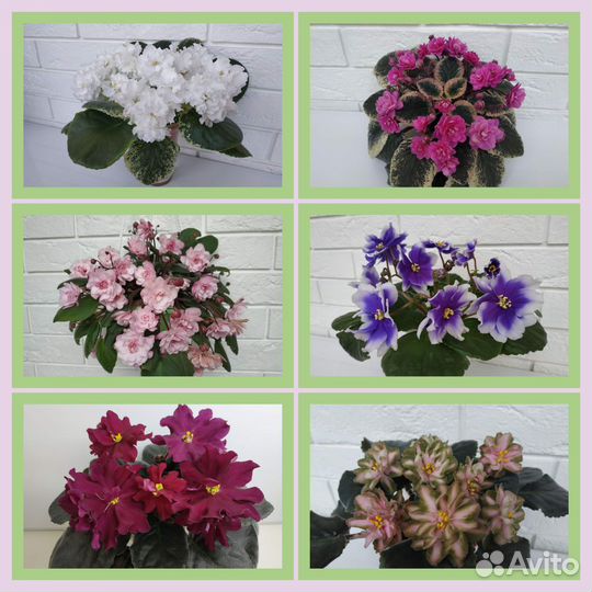 Фиалки сортовые