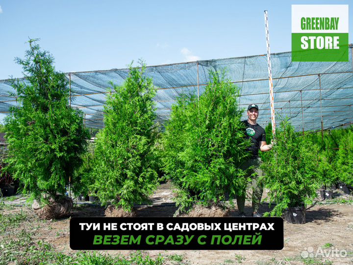 Туи брабант 140 см свежая копка 2023