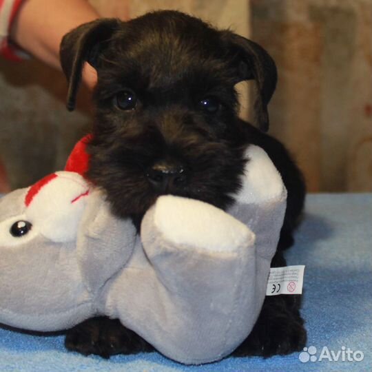 Щенки цвергшнауцера черного окраса