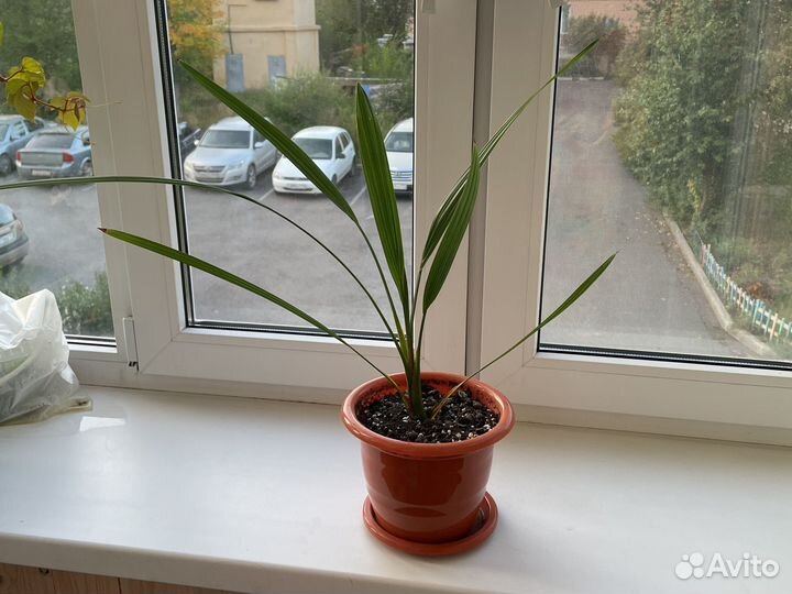 Финиковая пальма