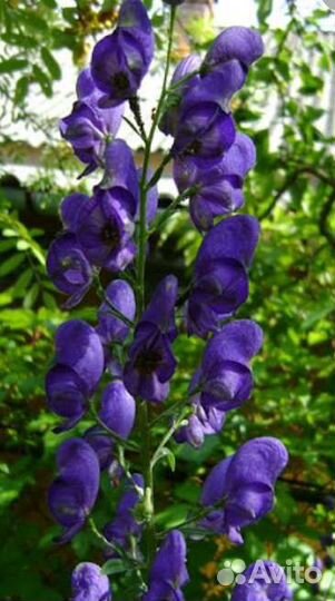 Колокольчики, Аконит,Аквилегия,Бруннера,Мускари