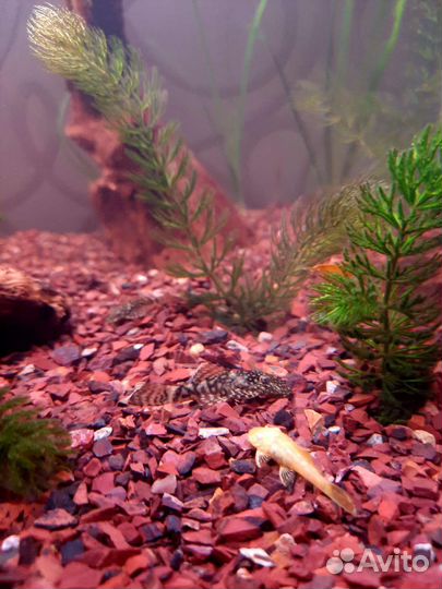 Сомики анцитрусы