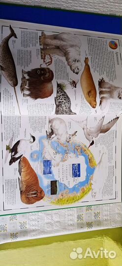 Атлас животного мира Дорлинг Киндерсли