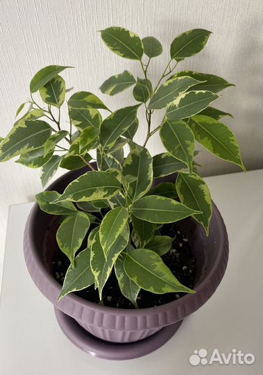 Бенджамина