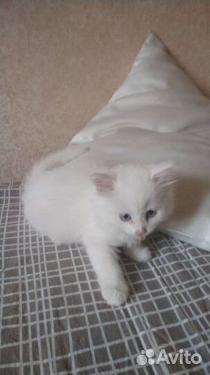 Котята турецкой ангоры