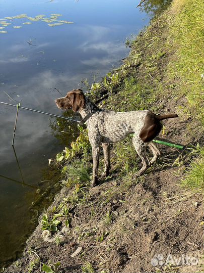 Курцхаар вязка