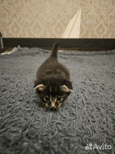 Котёнка продам 2т