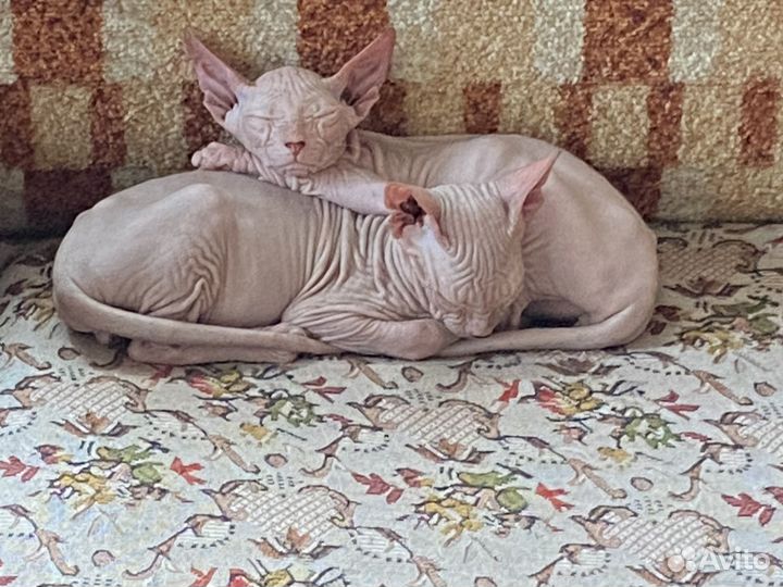 Донской сфинкс котята