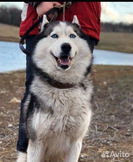 Щенки хаски