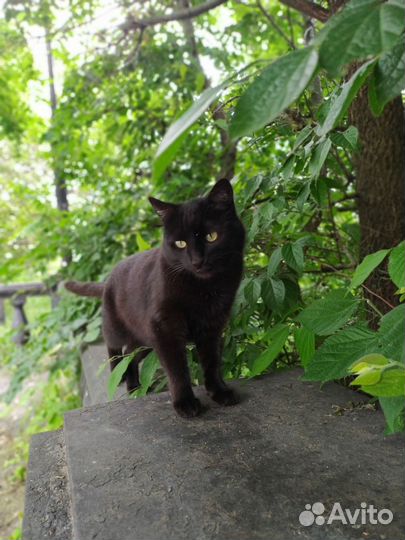 Черный и черно-белый котики ищут любящих хозяев