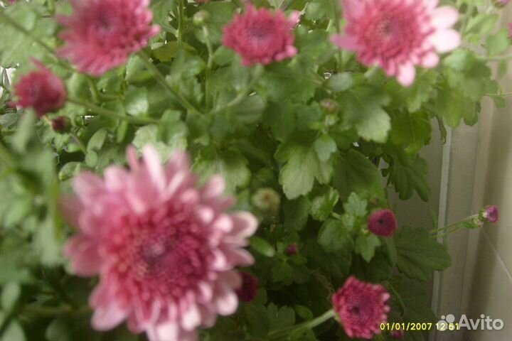 Мини Хризантемы-мультифлора