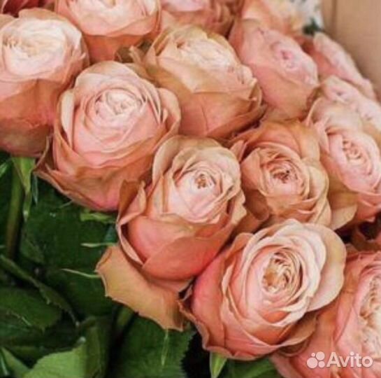 Розы элитные саженцы закрытая корневая