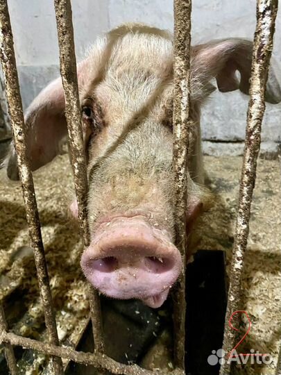 Хряки на племя