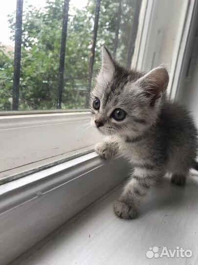 Котята отдам бесплатно