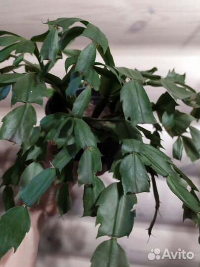 Комнатные растения