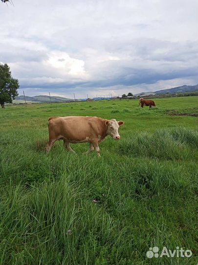 Коровы стельные