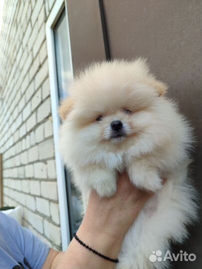 Померанский шпиц, мишка натуральный