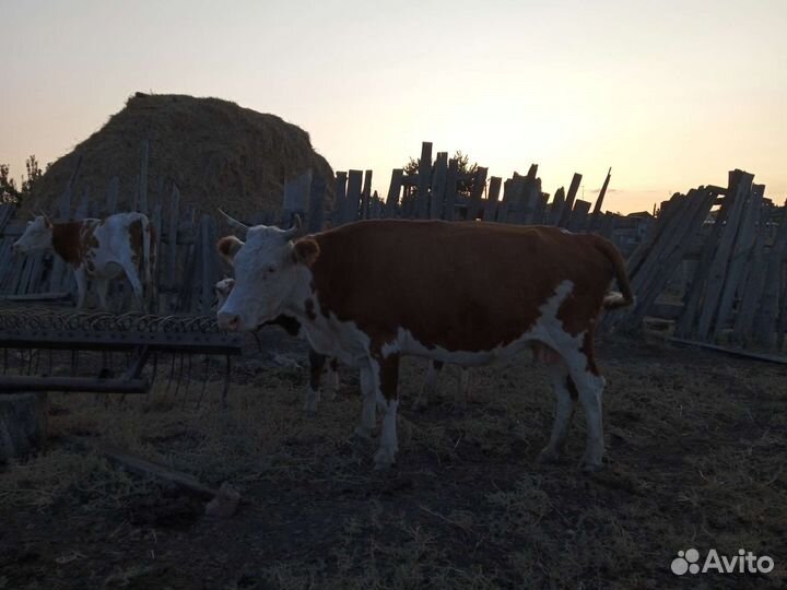 Продажа крс